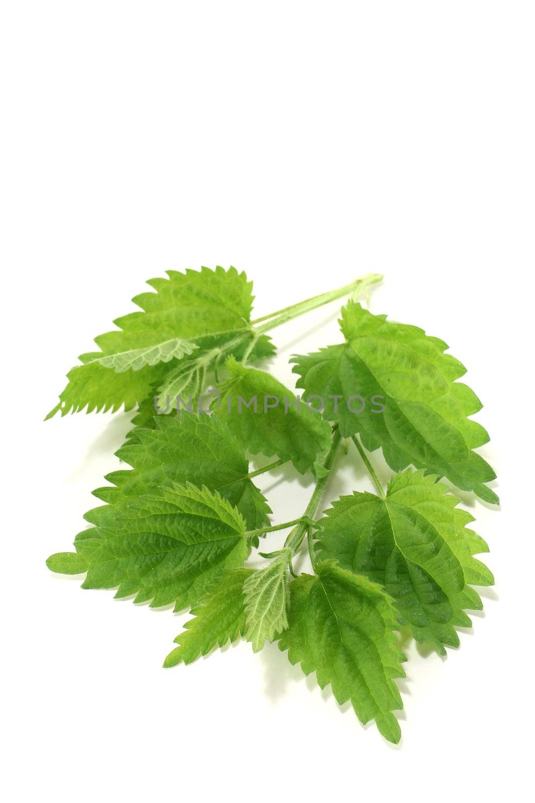 two branches of fresh nettles on a light background