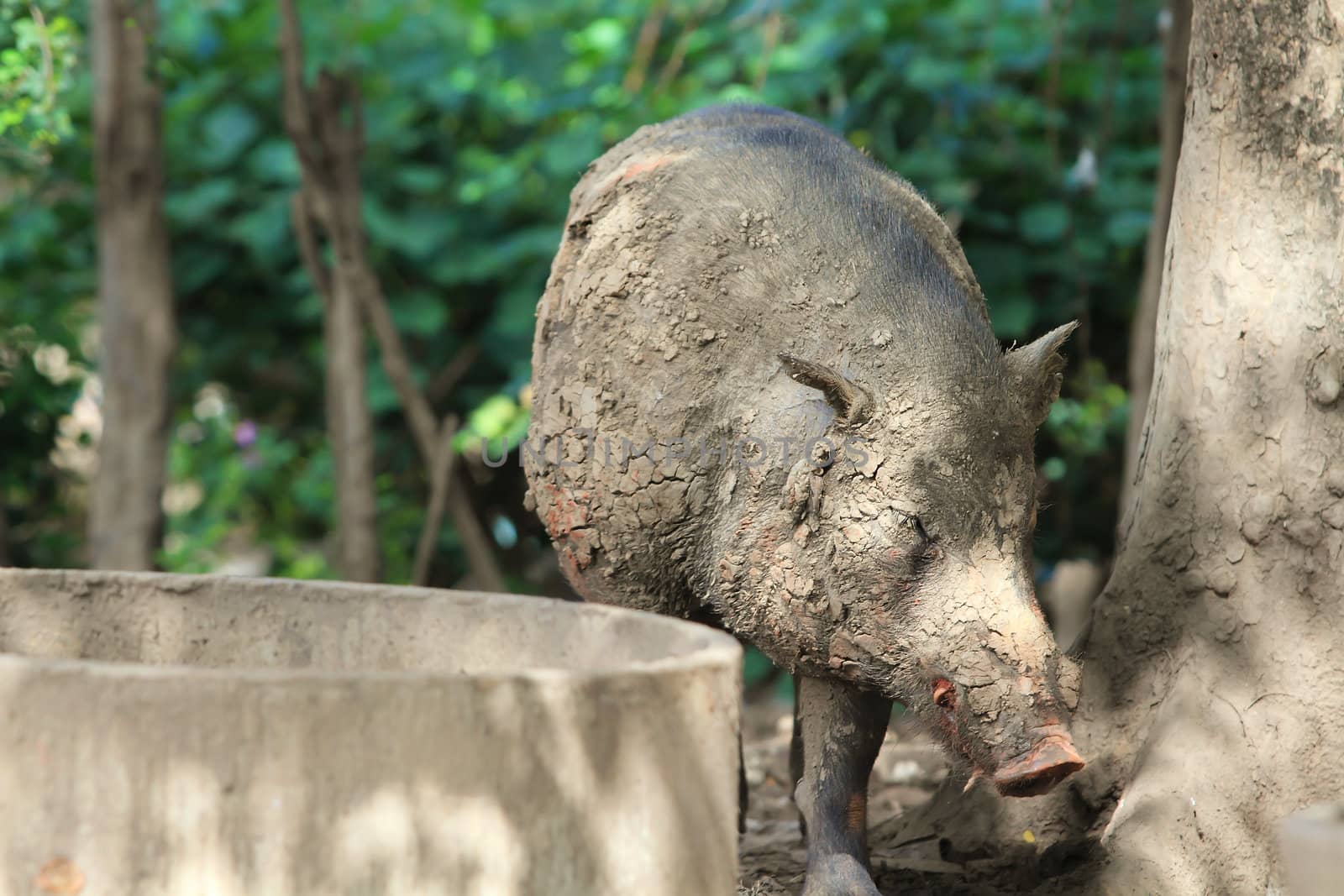 Wild boar feeding in mud 
 by rufous