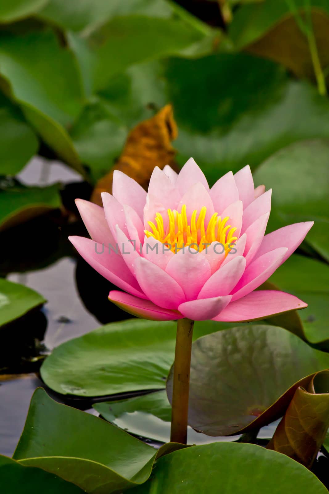 pink water lily in pond by tungphoto