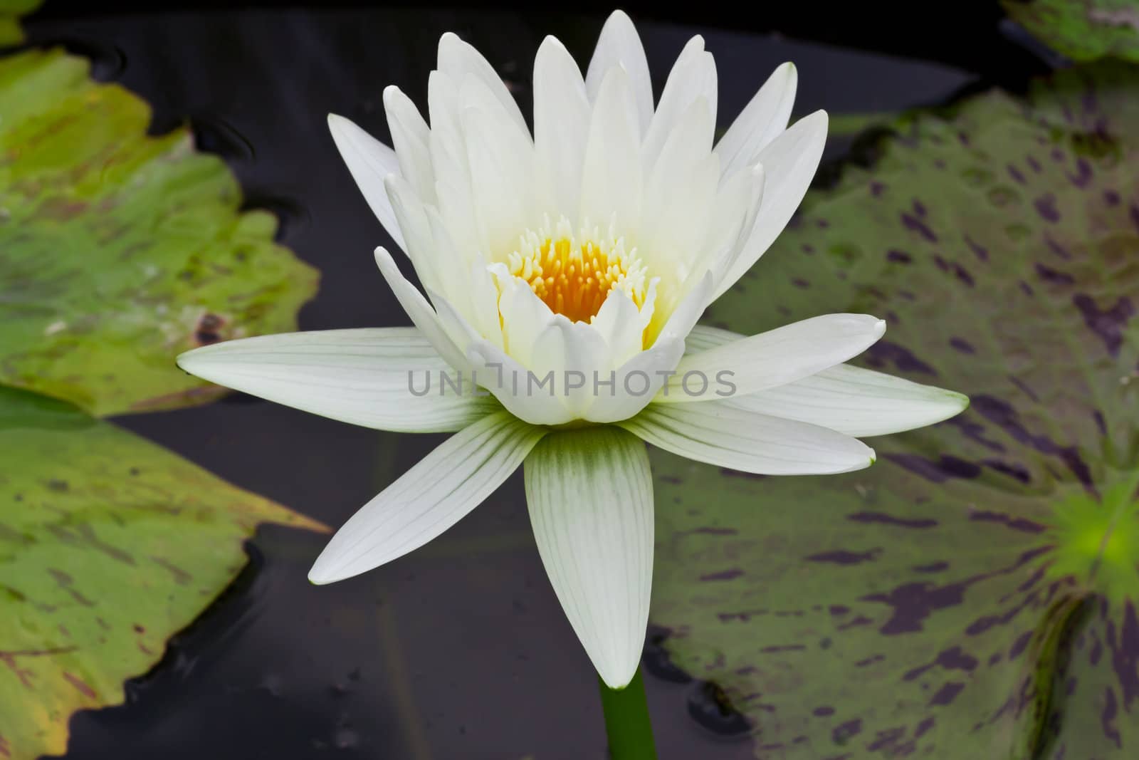 white water lily in pond by tungphoto