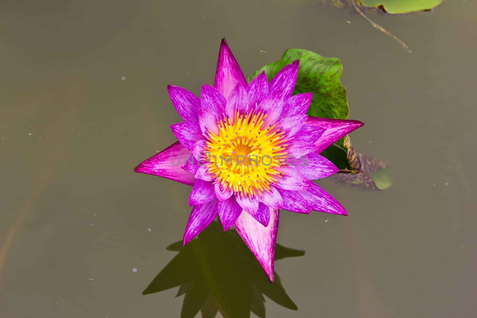 purple water lily in pond by tungphoto