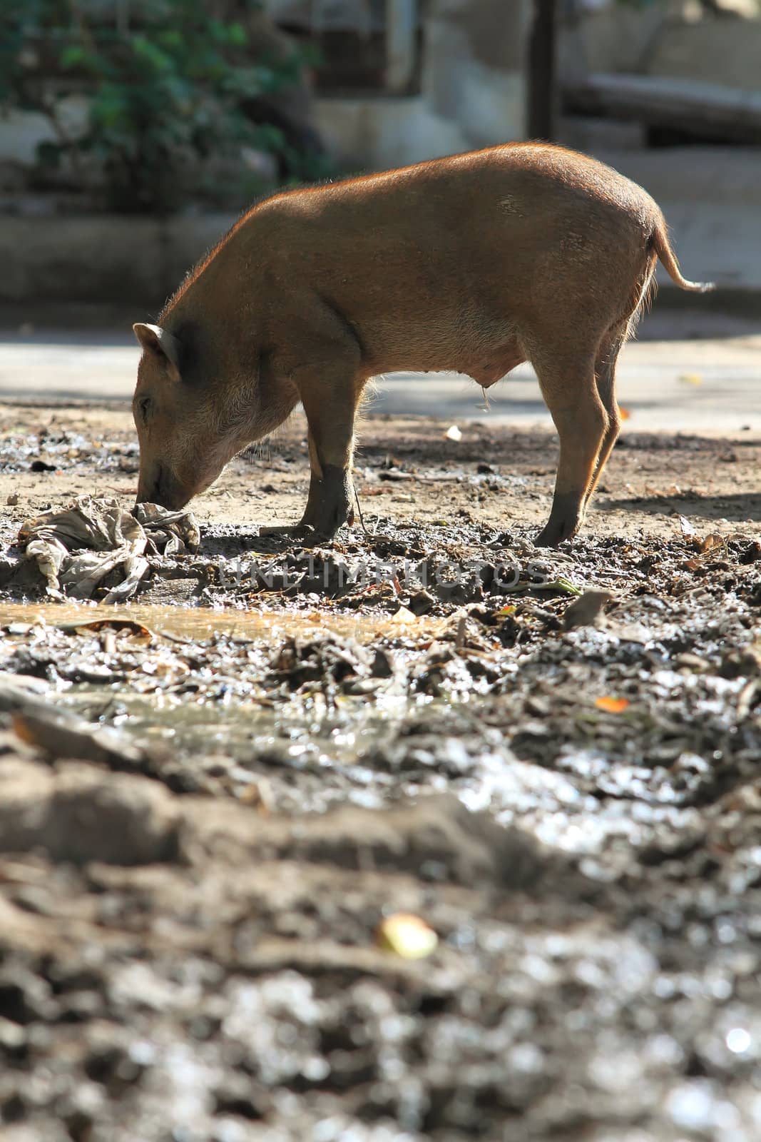 Wild boar feeding in mud 
 by rufous