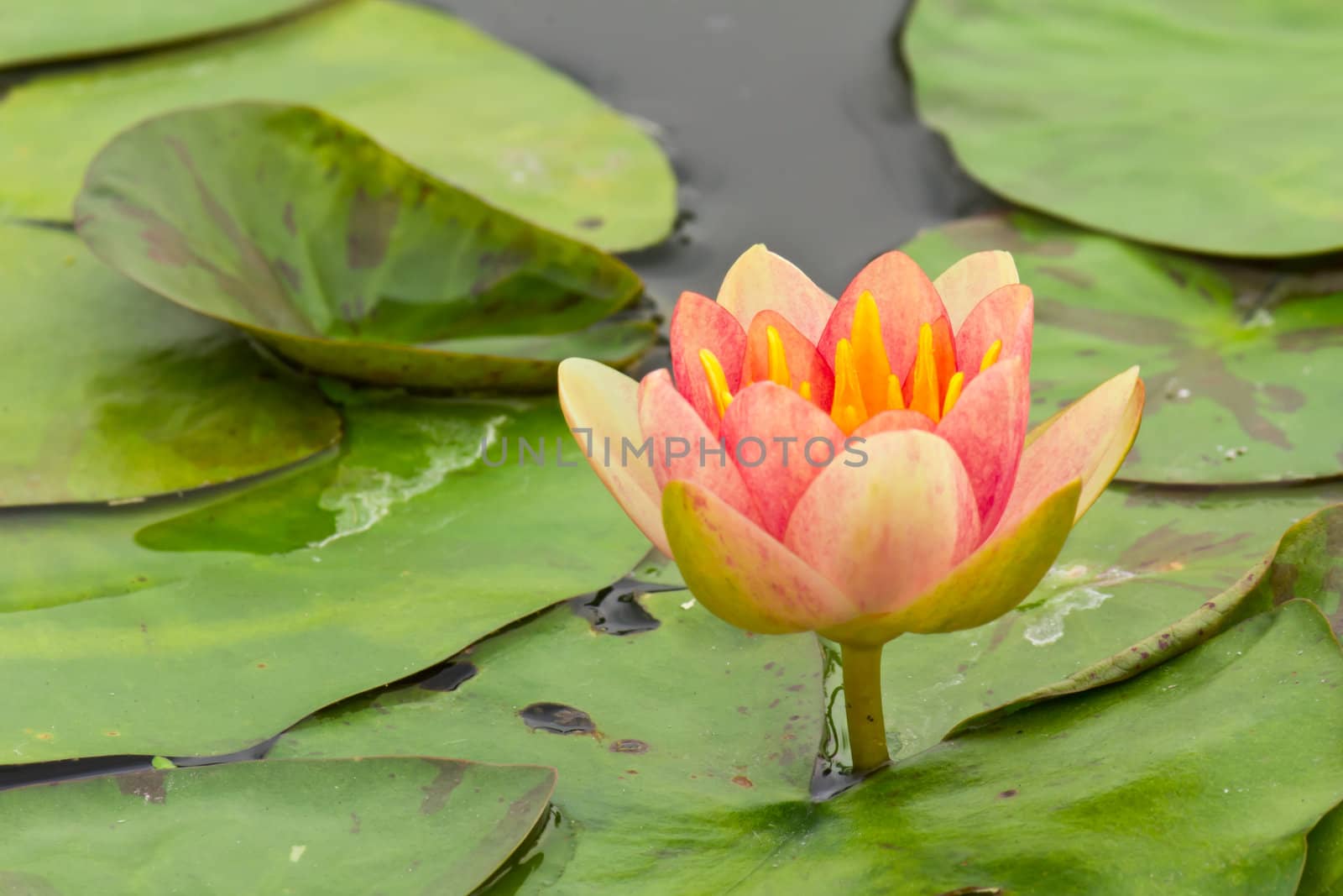 pink water lily in pond by tungphoto