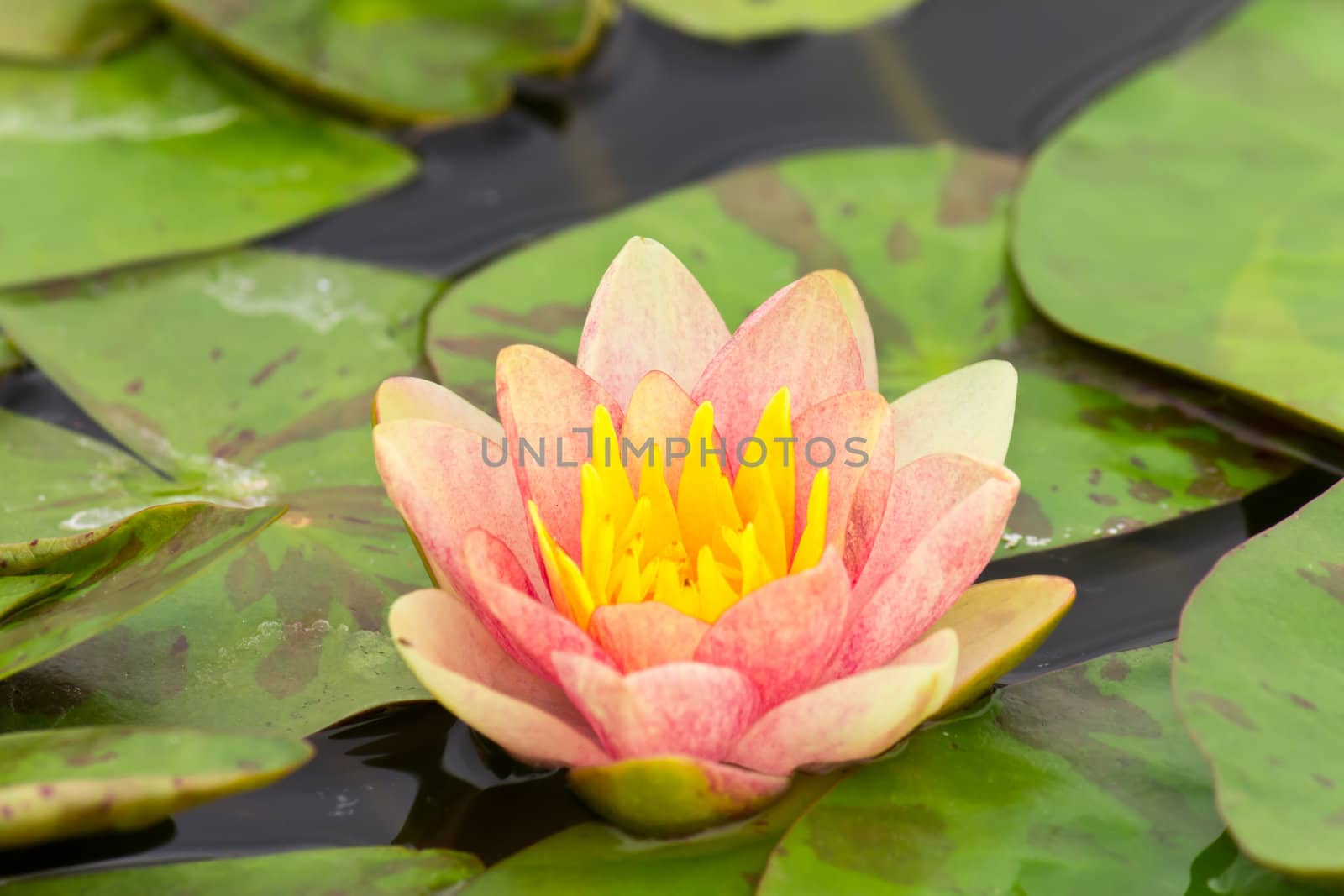 pink water lily in pond by tungphoto