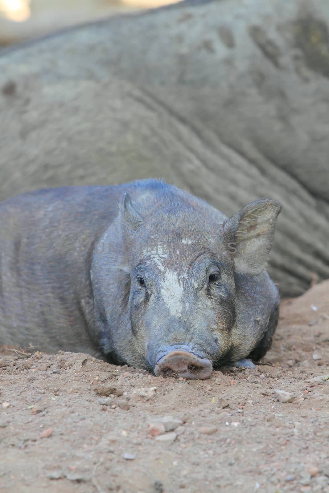 Wild boar by rufous