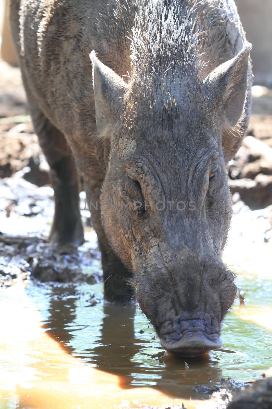 Wild boar by rufous