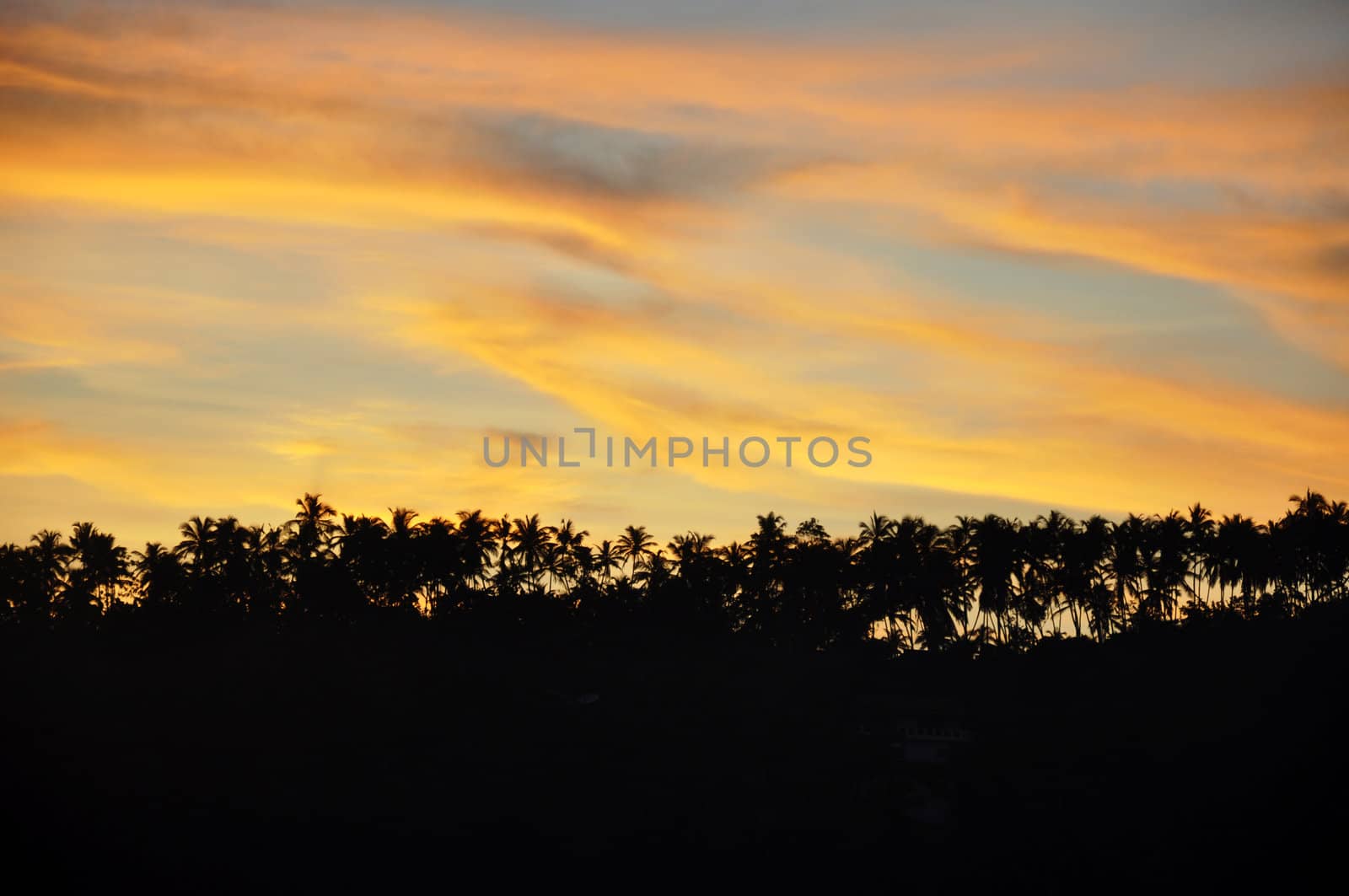 Silhouettes of Palm Trees at a Beautiful Sunset by kdreams02