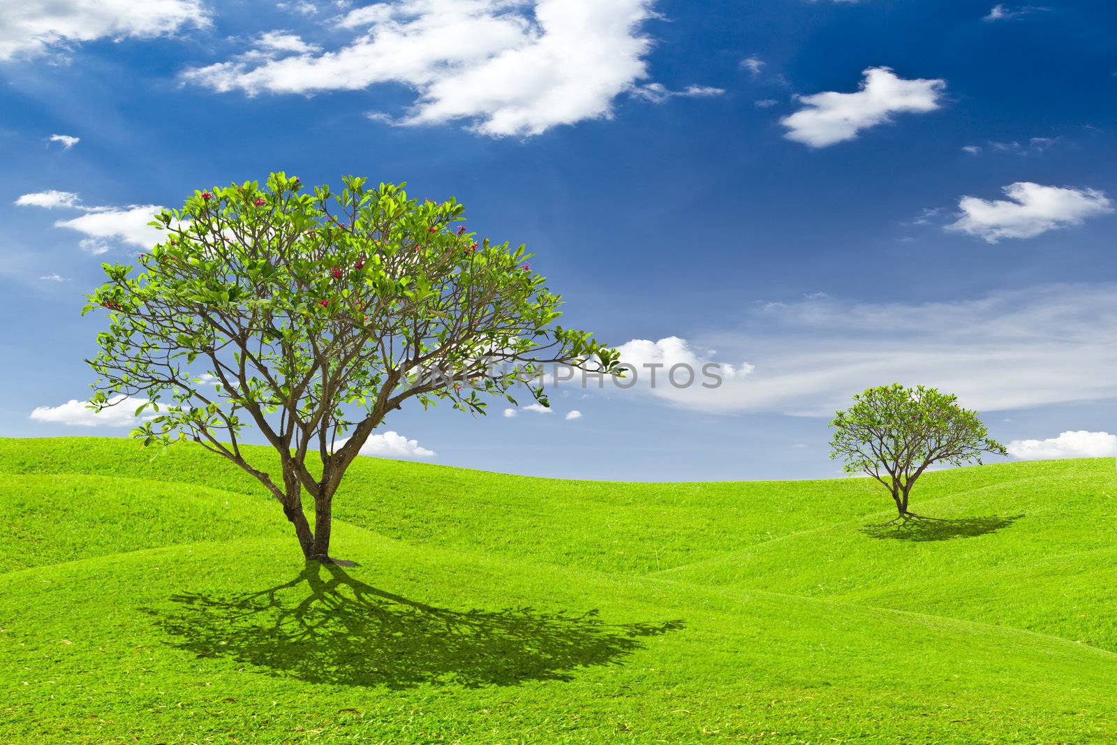 plumeria tree on green grass meadow by tungphoto
