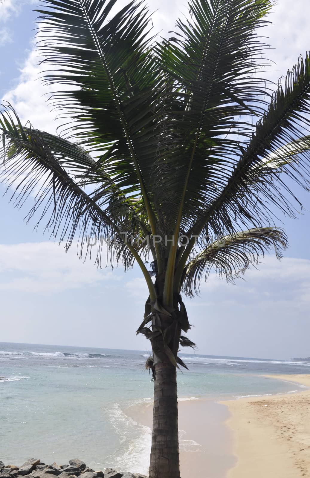 A palm tree at the beach on a warm sunny day by kdreams02