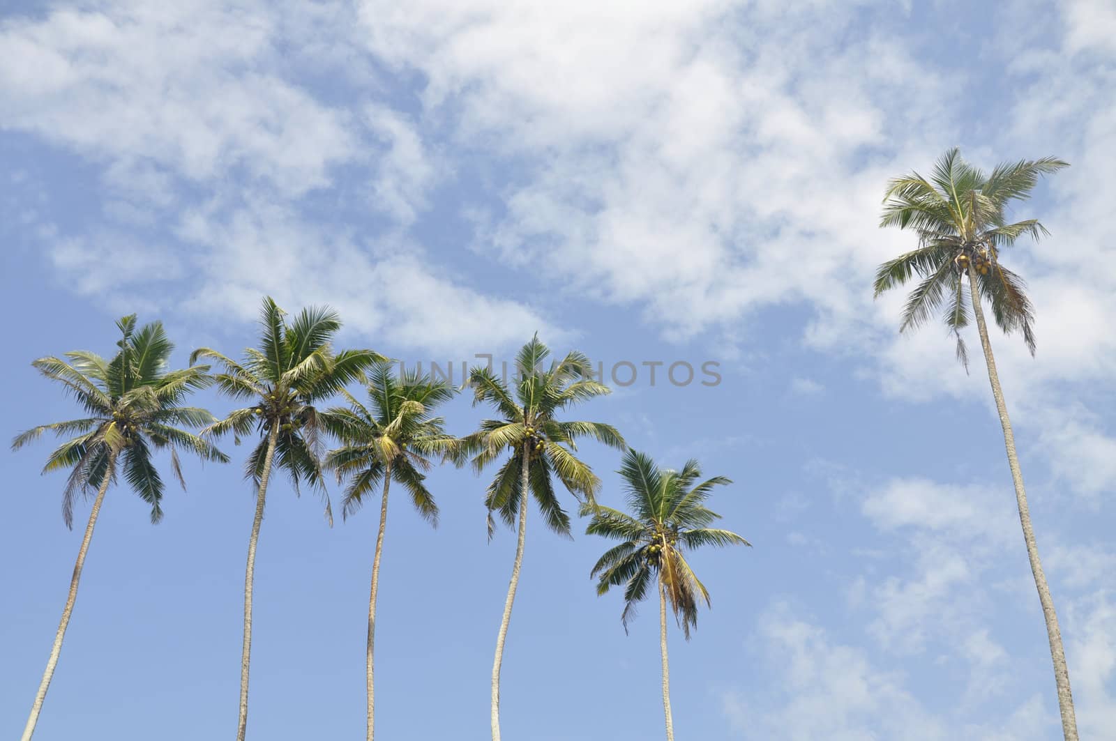Palm trees against a beautiful clear sky by kdreams02