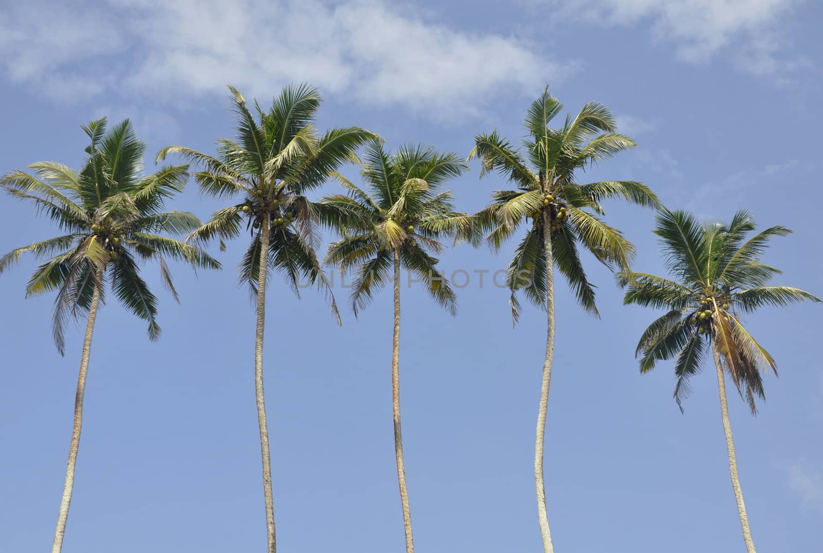 Palm trees against a beautiful clear sky by kdreams02