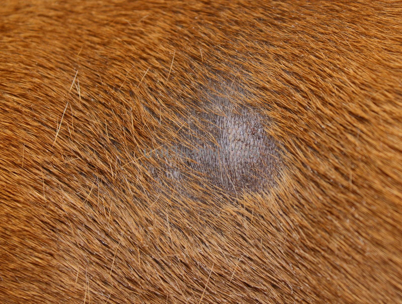 fungus infection on dog by taviphoto