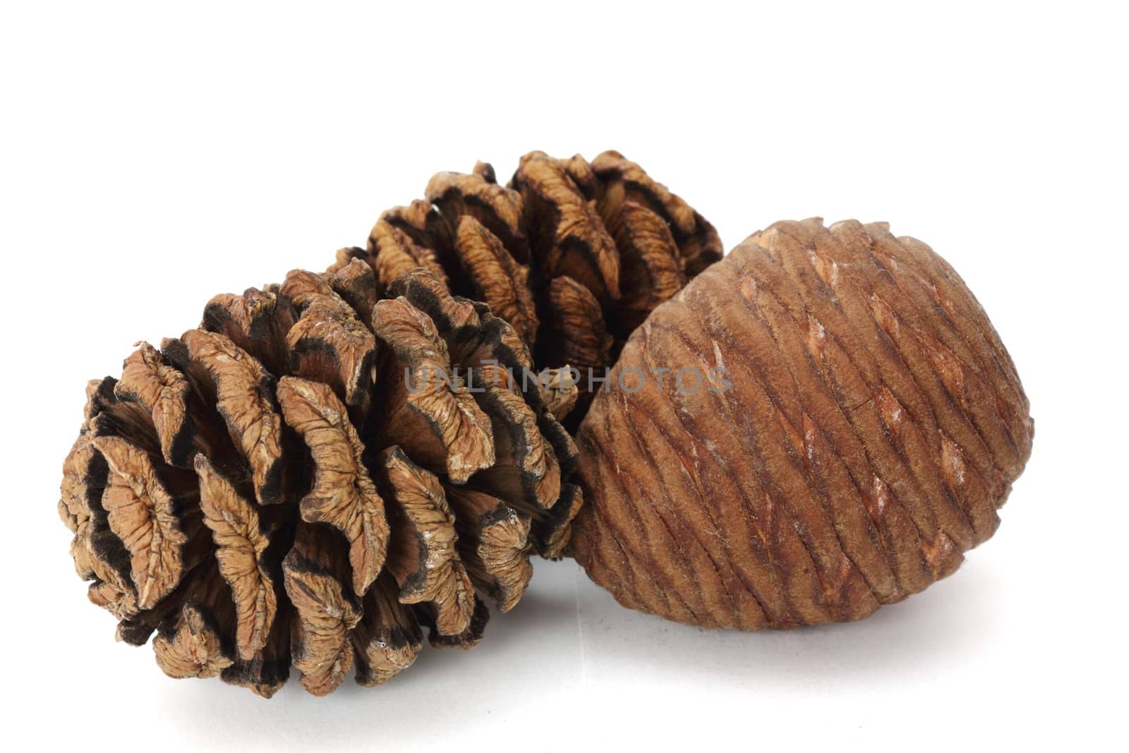 pine cones by taviphoto