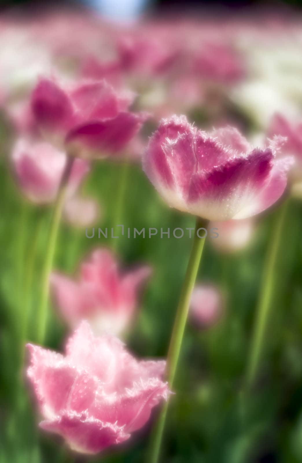 Pink tulips close-up through monocle lens
