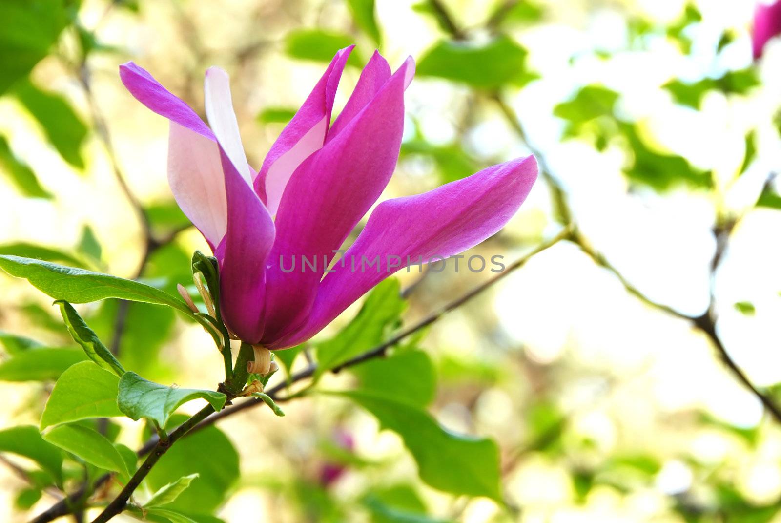 Magnolia flower by simply
