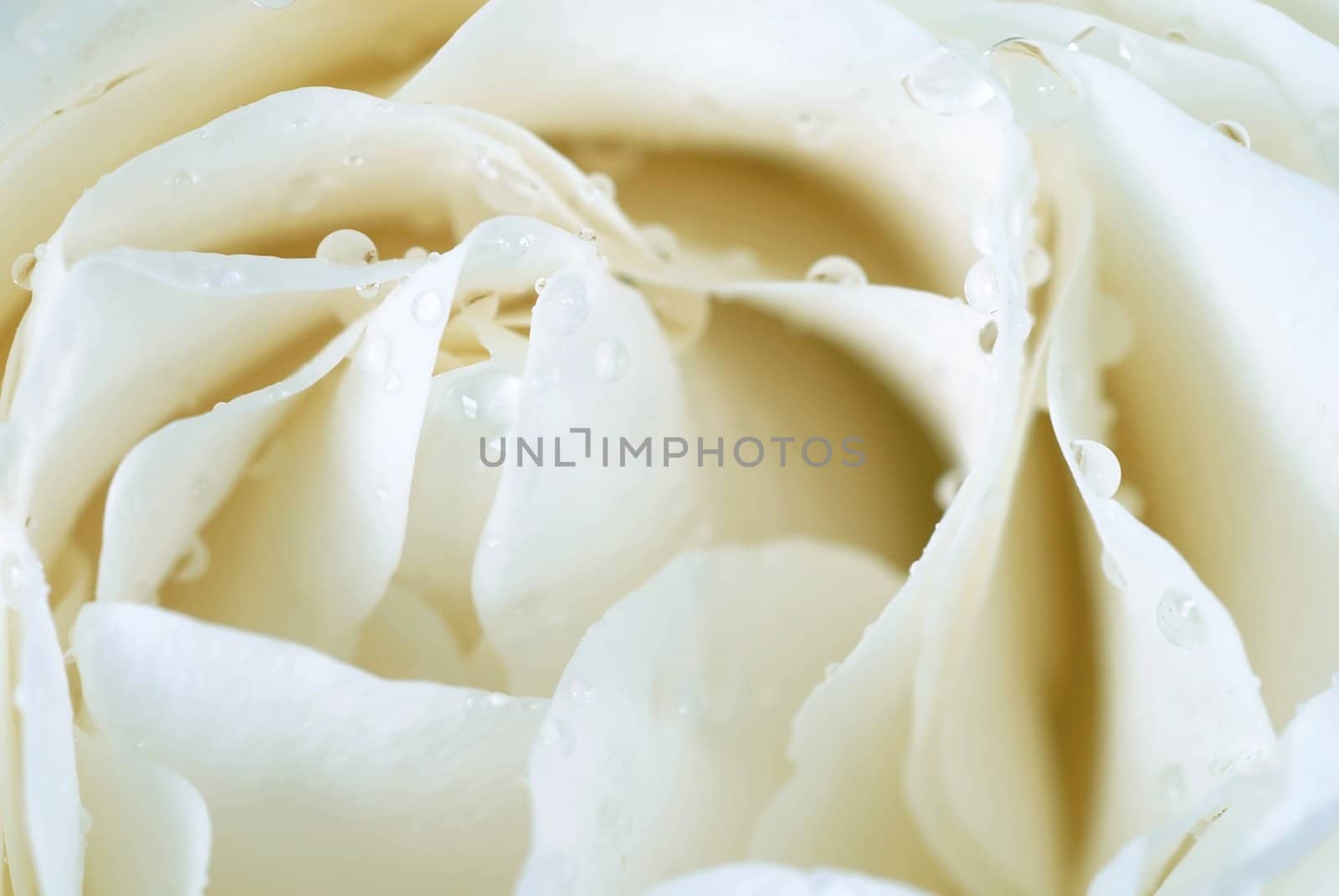beautiful white rose flower with water drops macro closeup