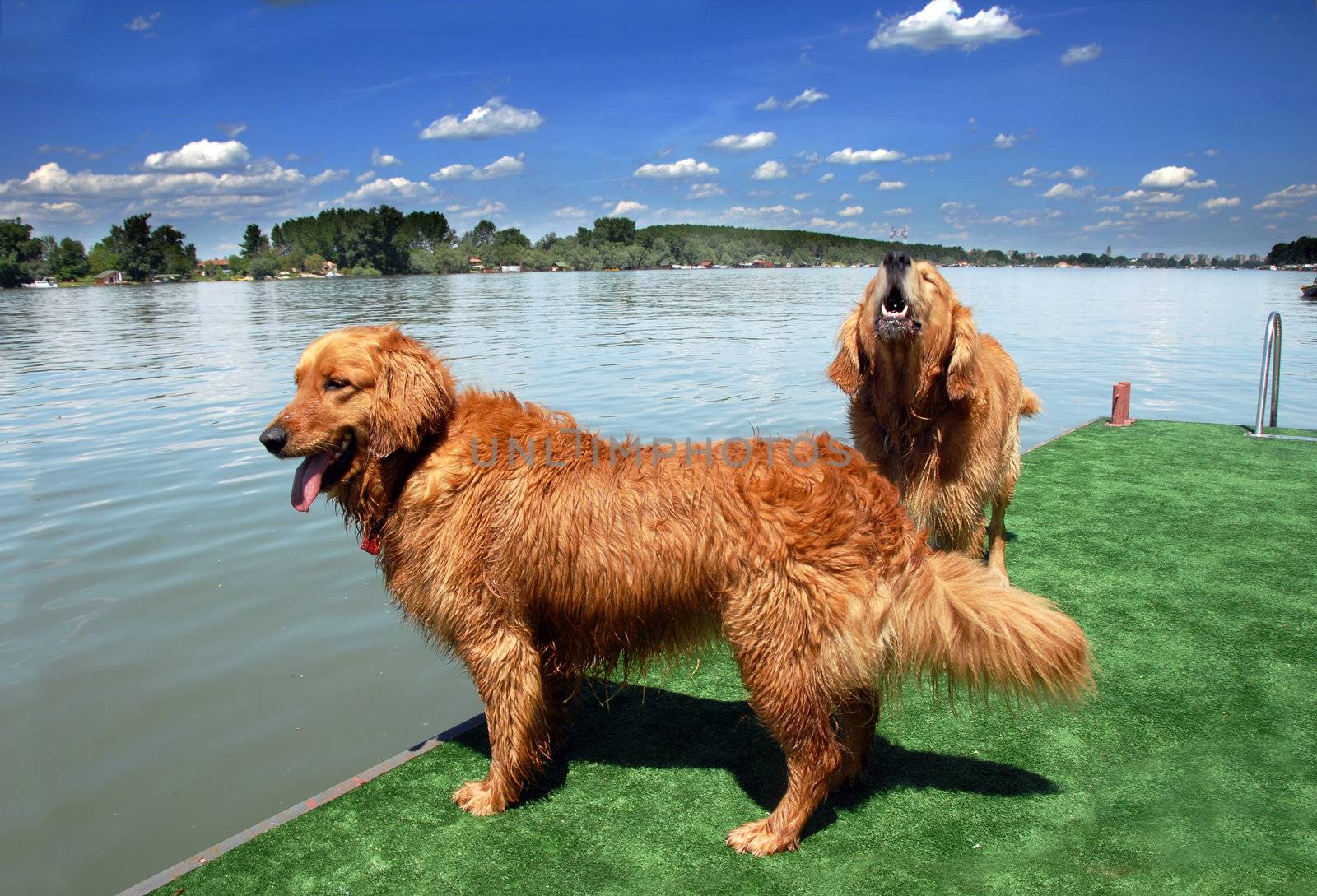 Two golden retriever by water by simply