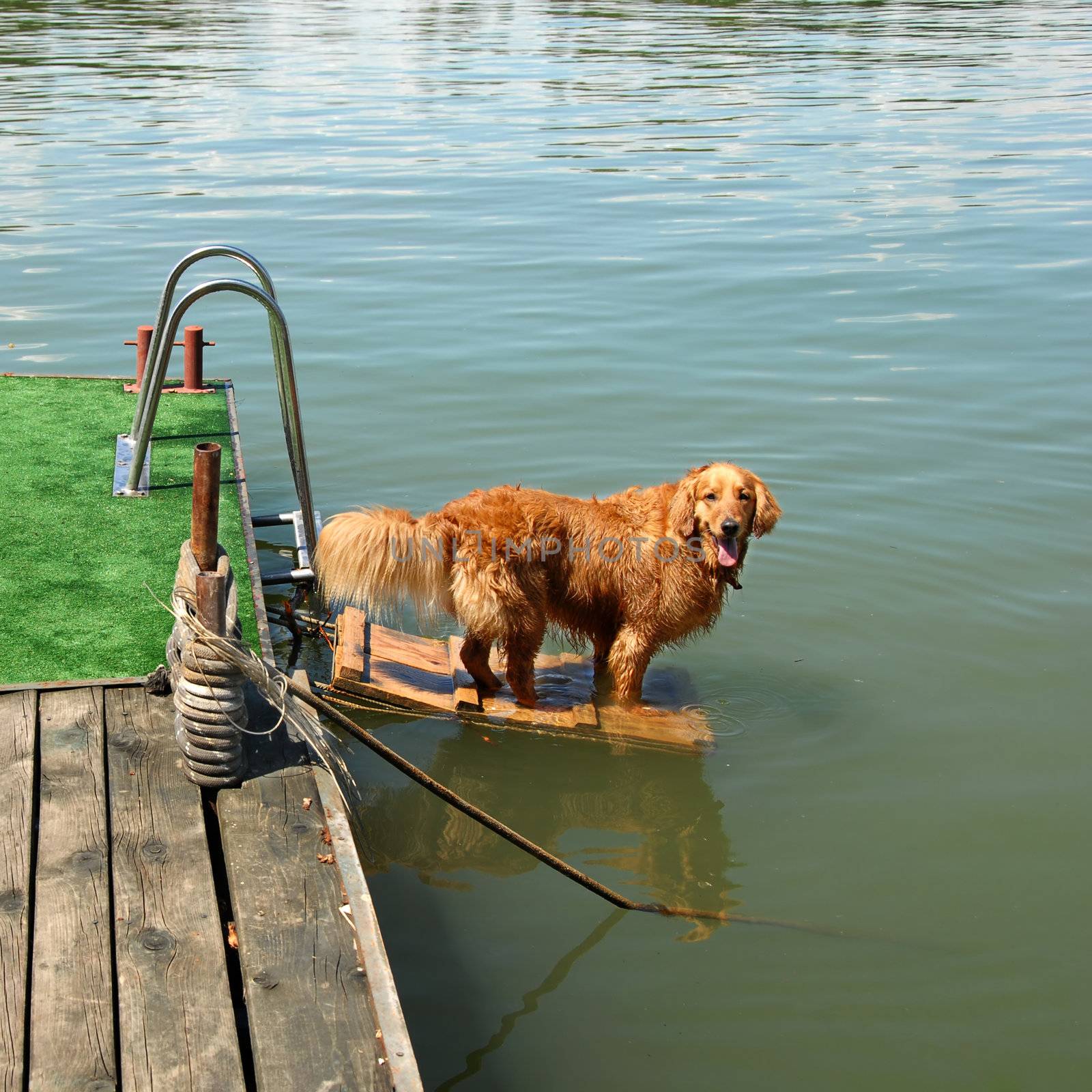 one orange golden retriever dog by river ready to swim