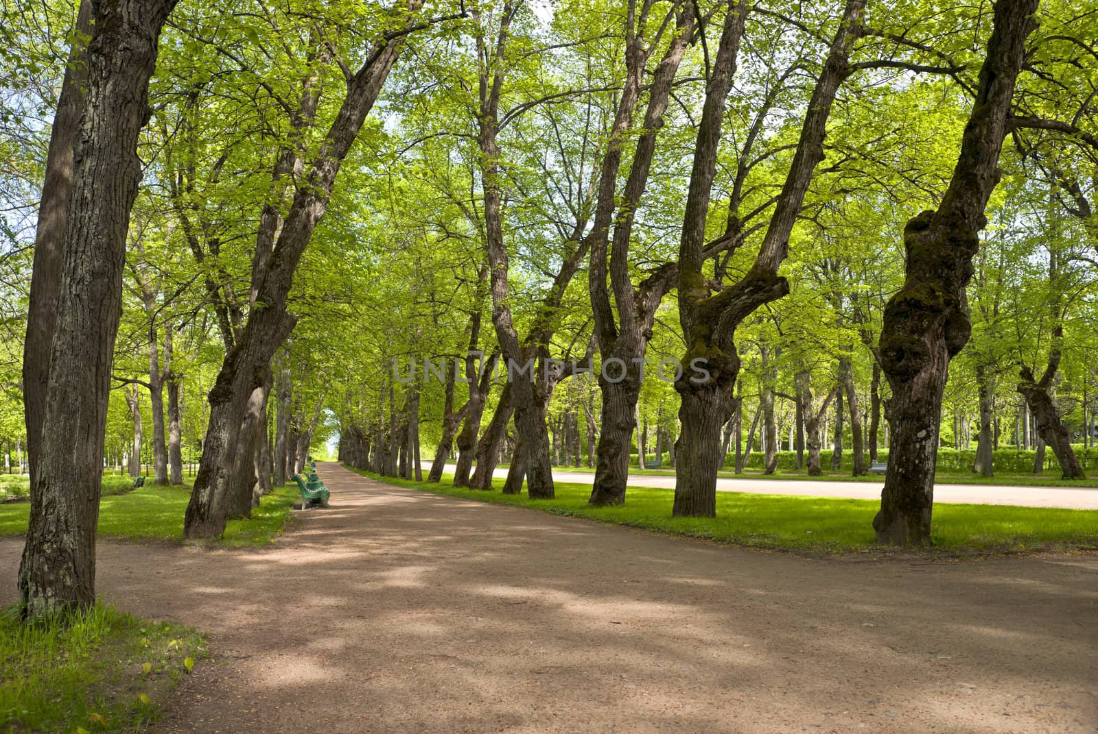 Green linden alley in the park