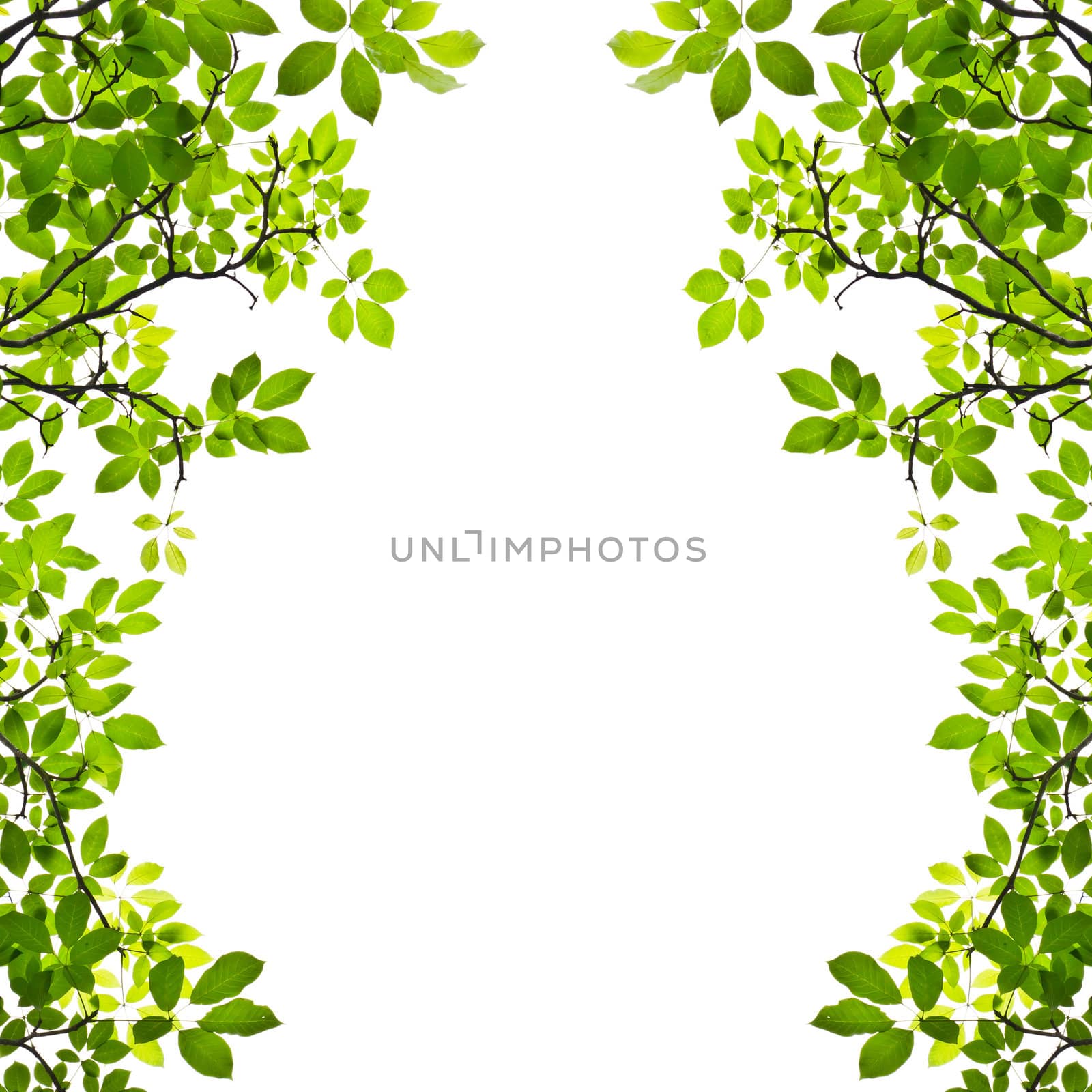 green leaf isolated on white background by tungphoto