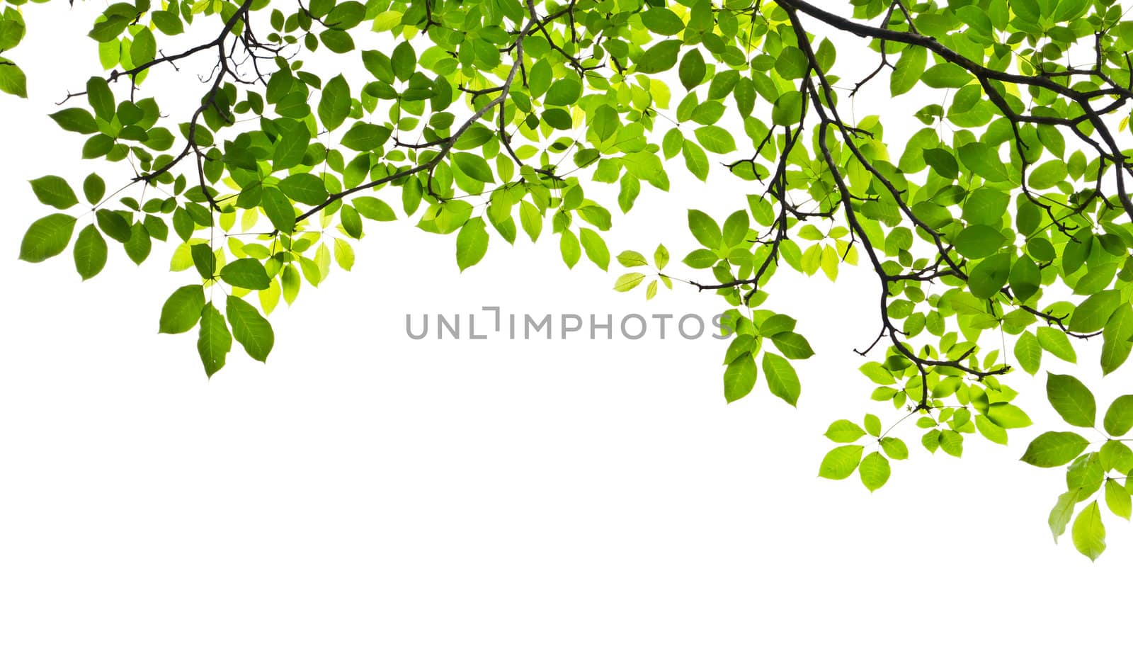 leaf isolated on white background by tungphoto
