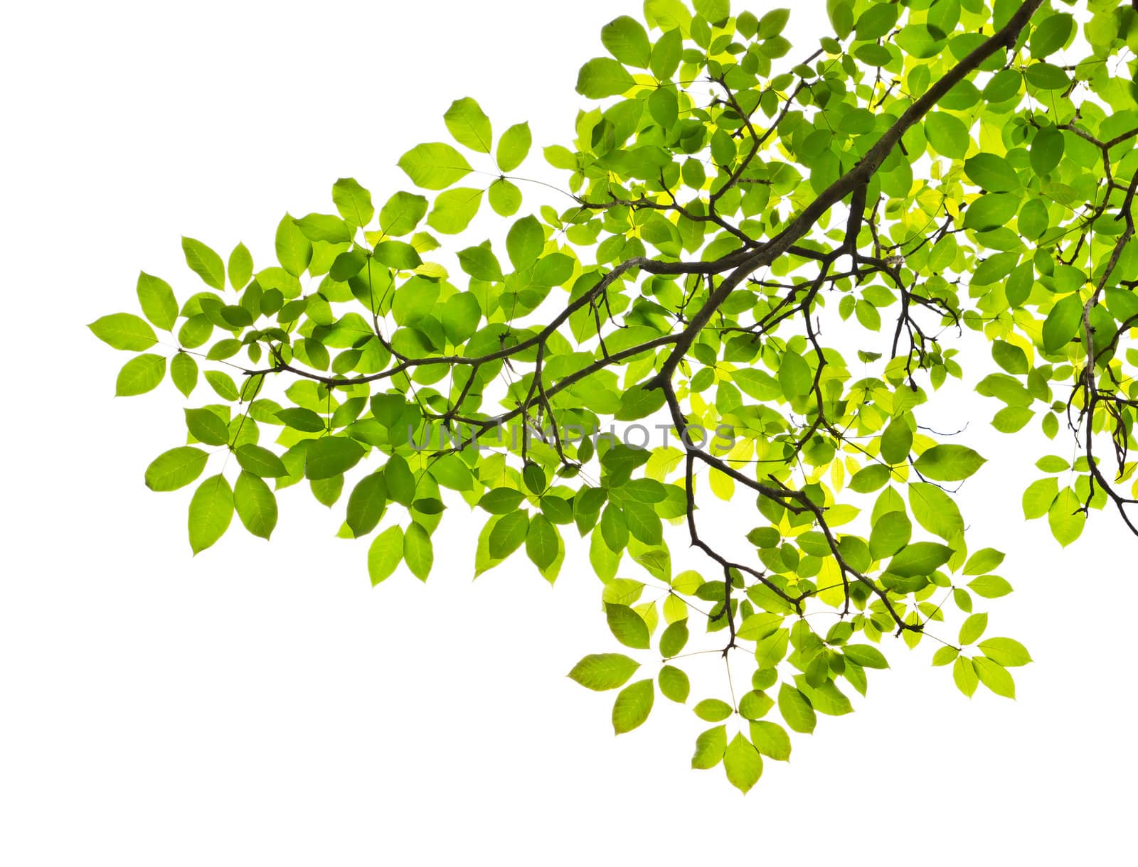 leaf isolated on white background