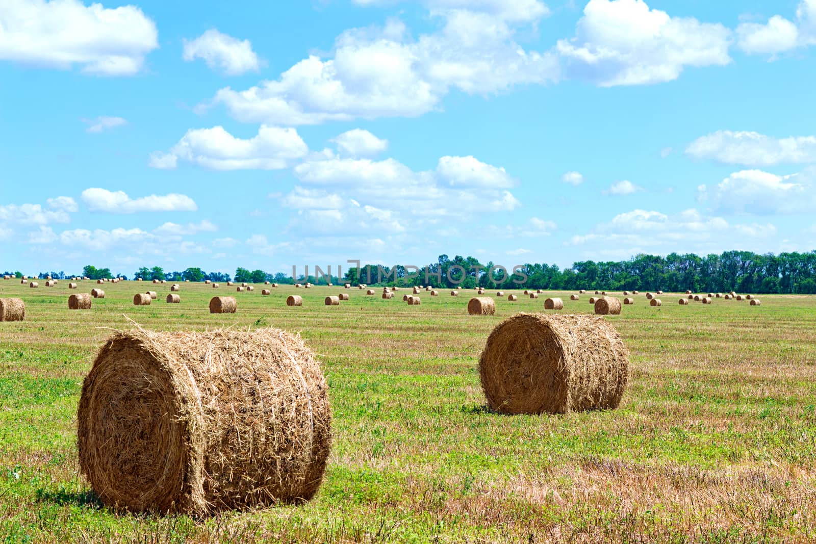 image harvested bales of straw from the field