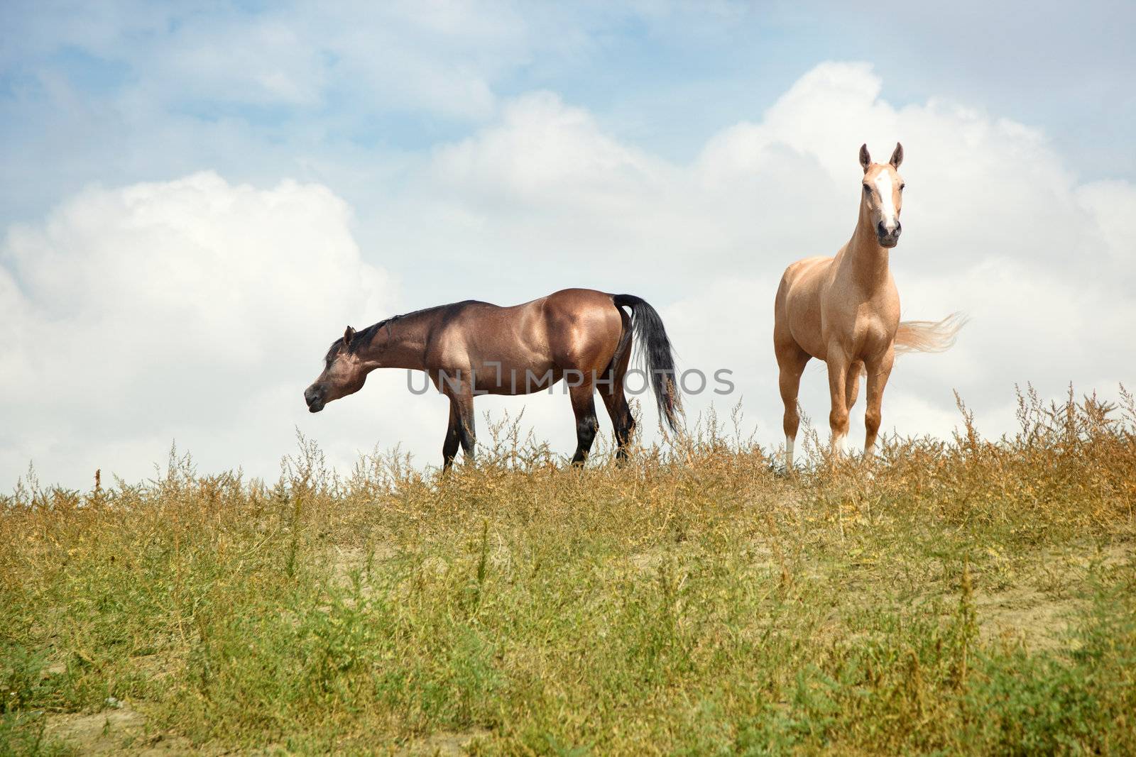 Two horses outdoors. Natural light and colors. Kazakhstan