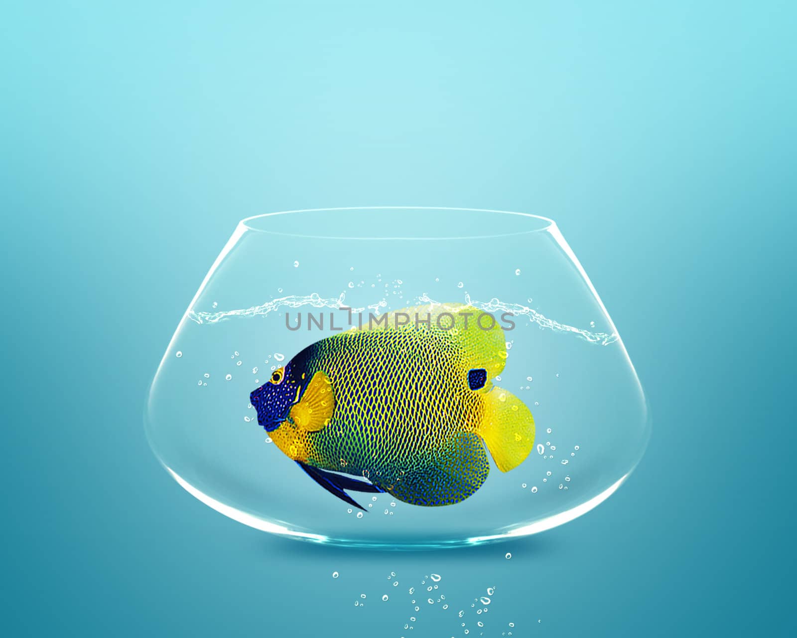 angelfish in small bowl and looking for something better.