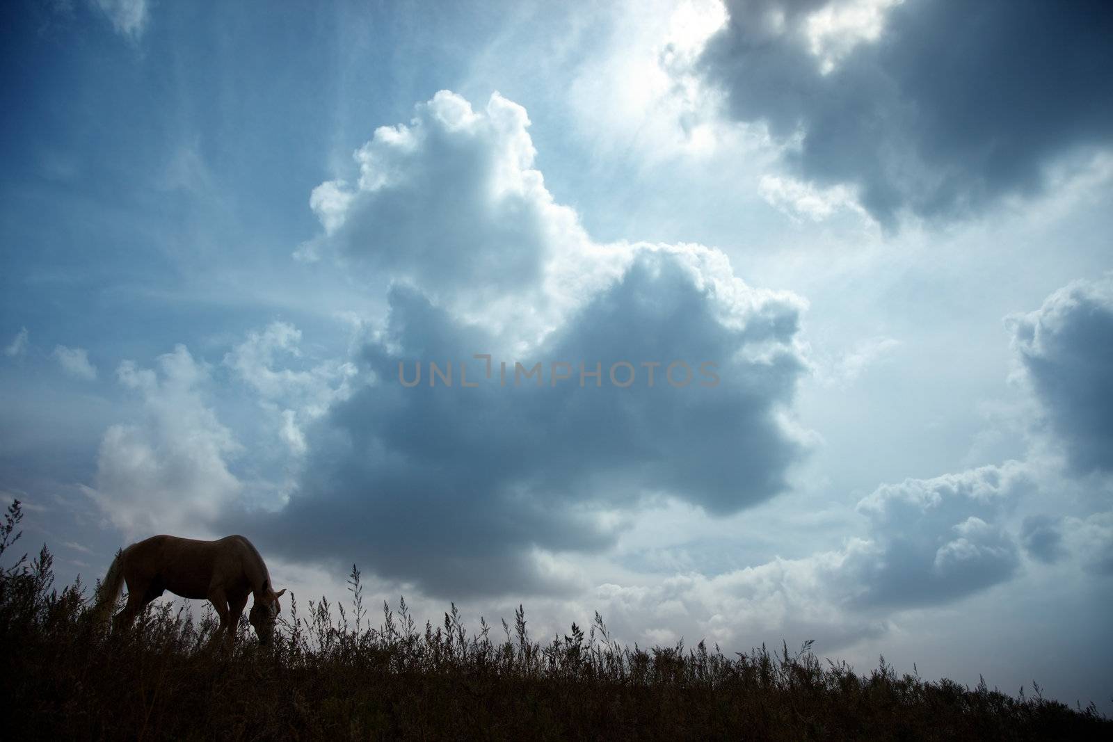 Silhouette of one horse in the steppe during sunset. Natural light and colors. Kazakhstan