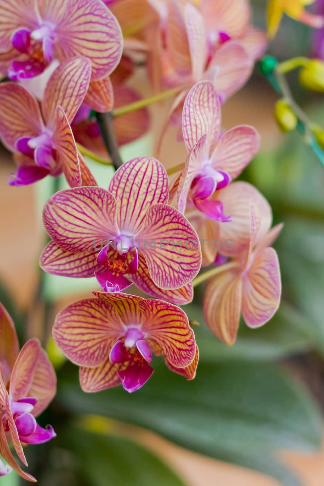 Beautiful orchid