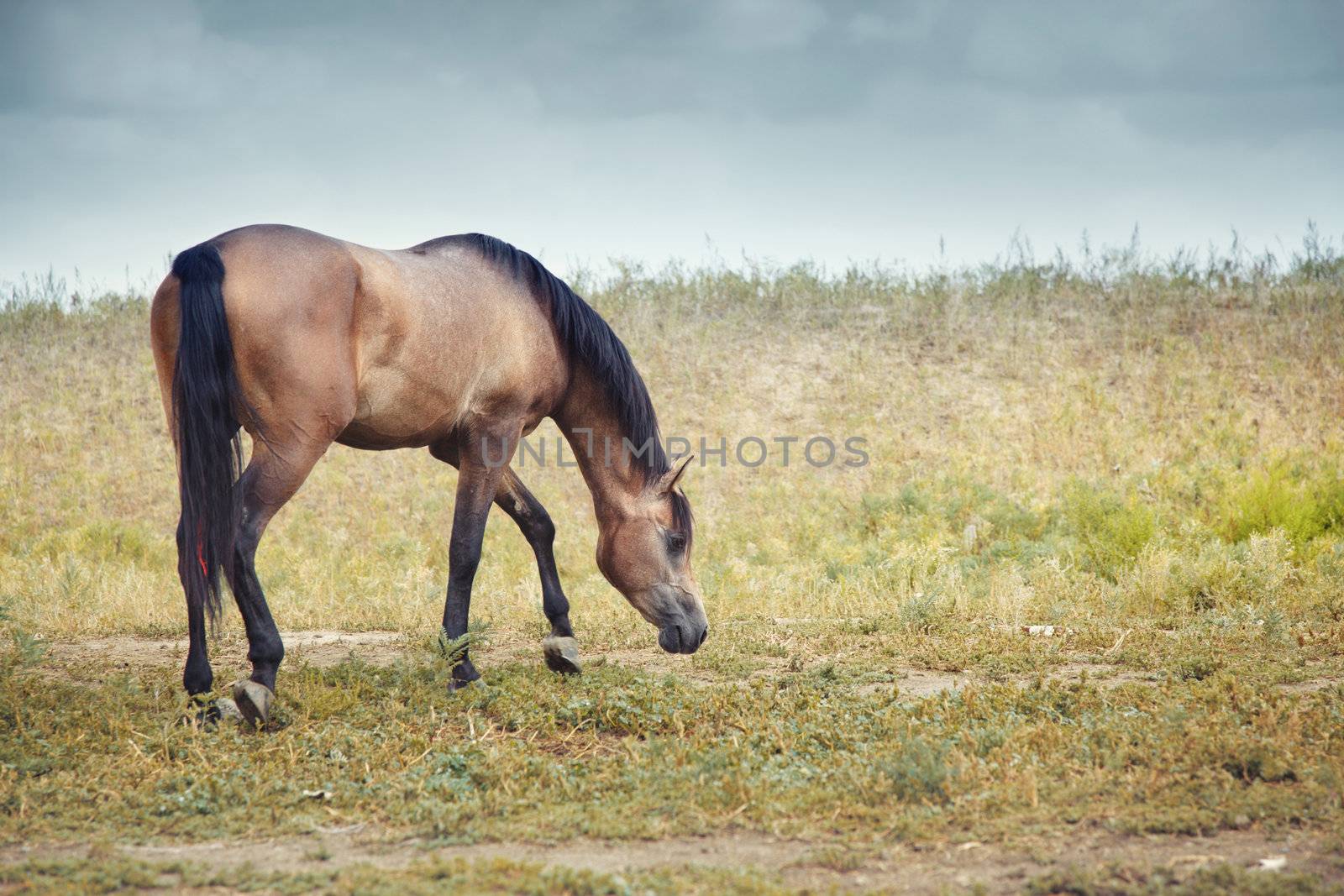 One brown horse feeding in the steppe. Horizontal photo with natural colors and light