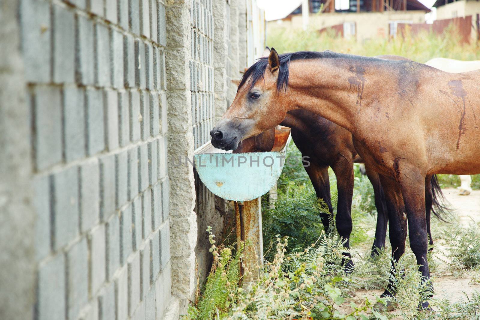 Brown horses drinking at the watering place. Natural light and colors