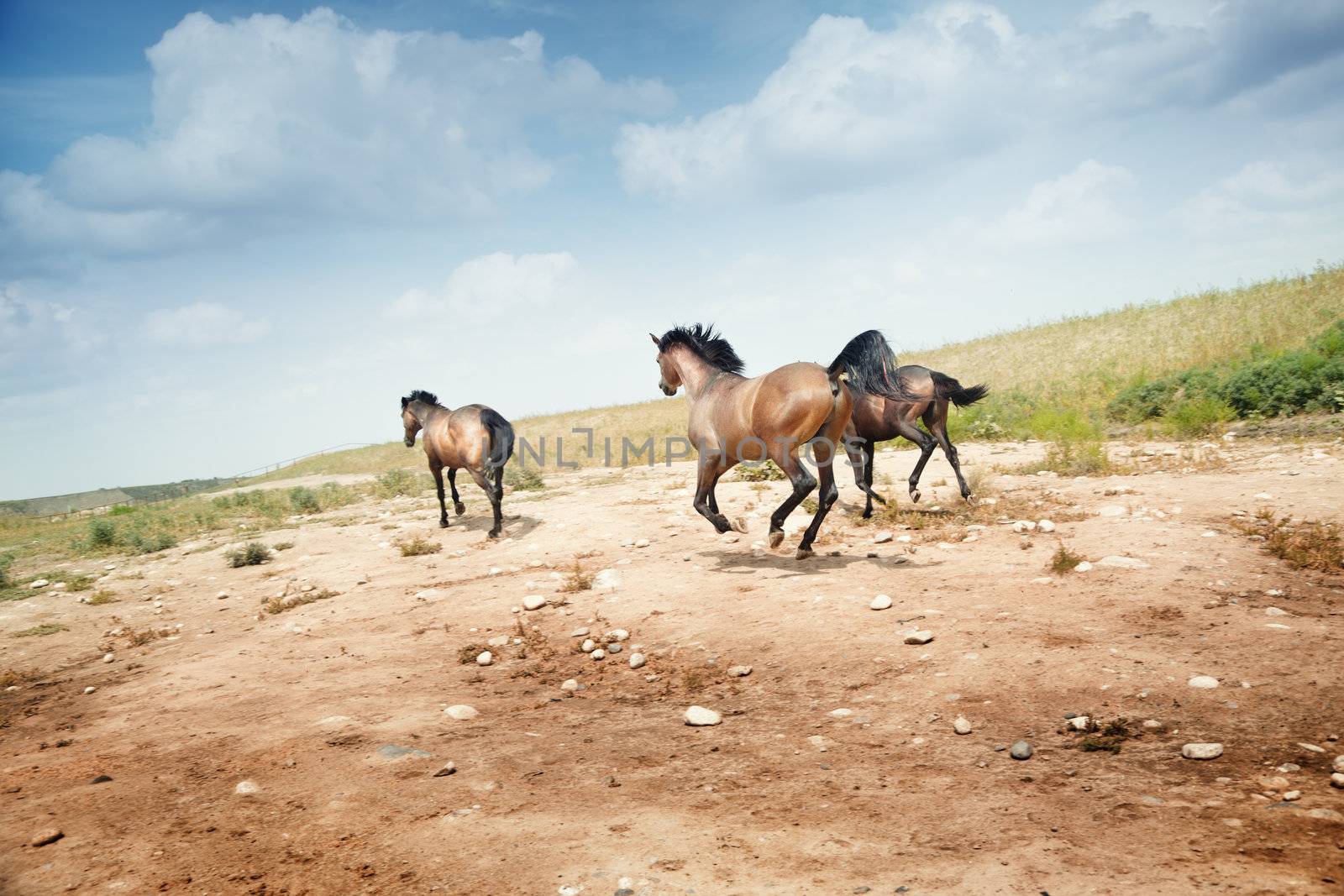Three running horses. Rear view. Kazakhstan. Natural light and colors