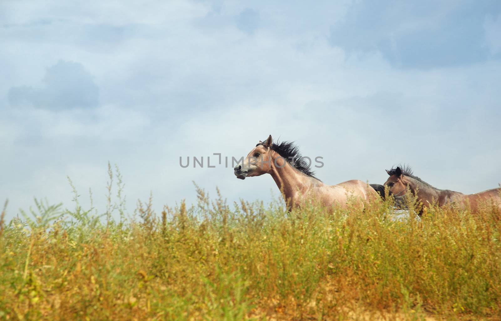 Two horses running in the steppe. Kazakhstan, Middle Asia. Natural colors and light