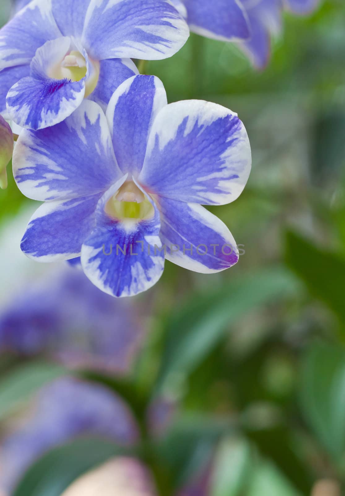 Beautiful orchid