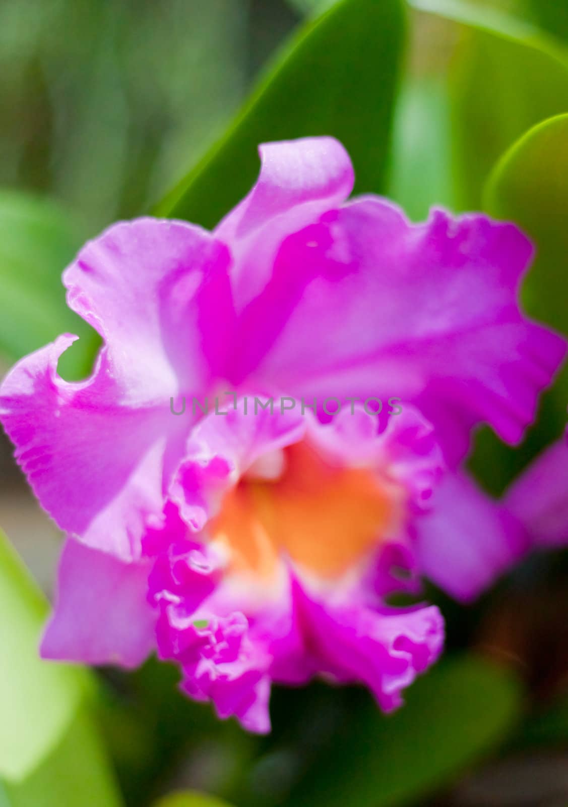 Beautiful orchid  by nikky1972