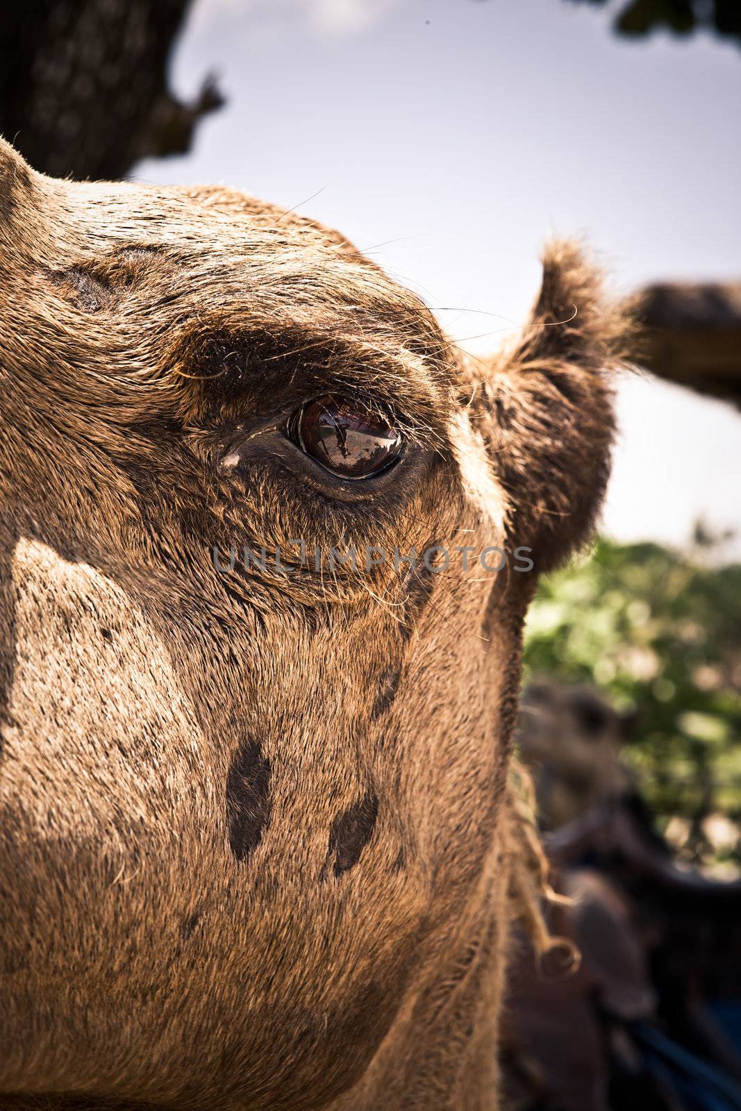 Closeup detail of the eye of a camel looking at the camera showing the texture of the hair outdoors on a sunny day