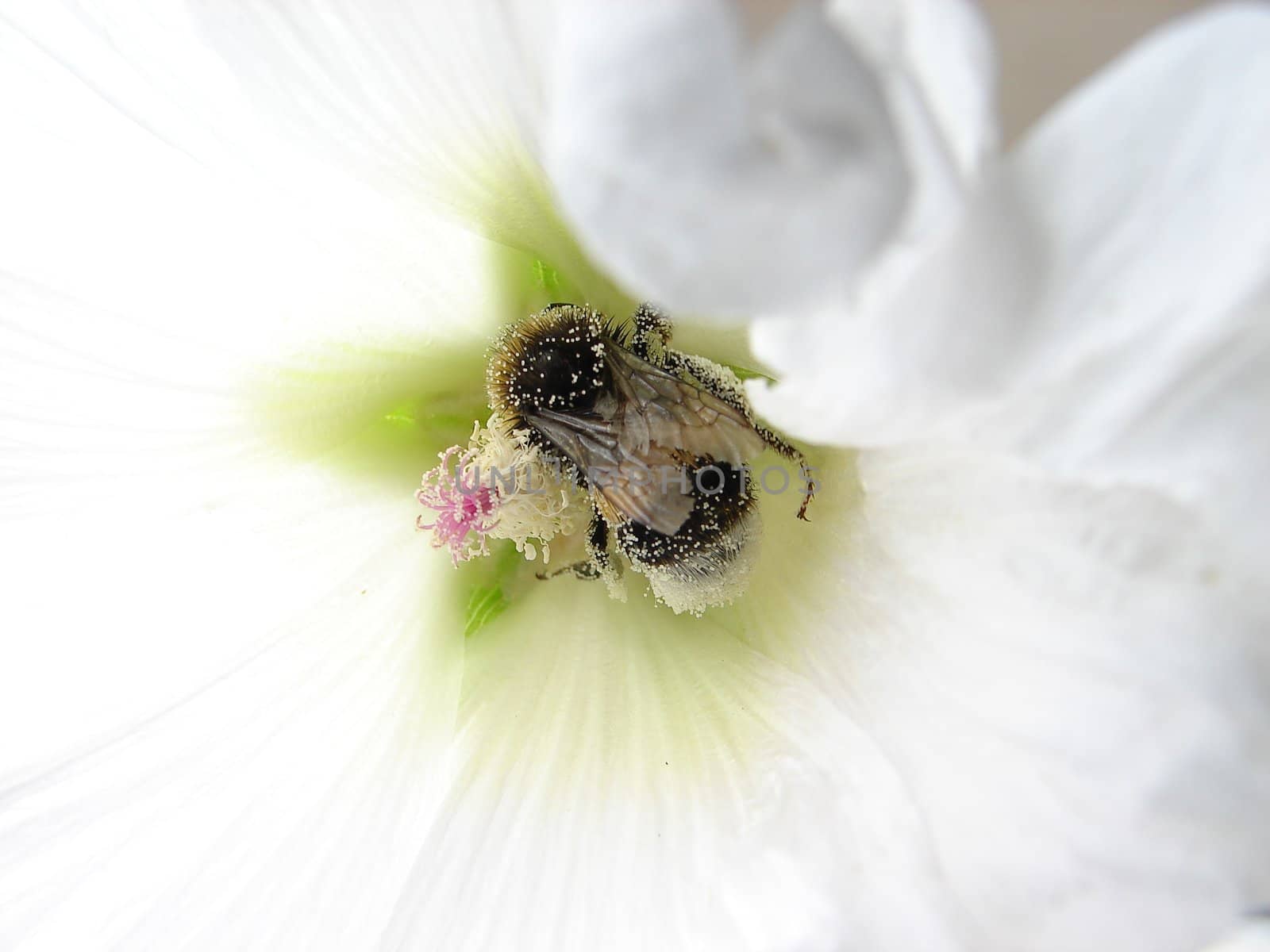 bumblebee on a flower by chrisroll