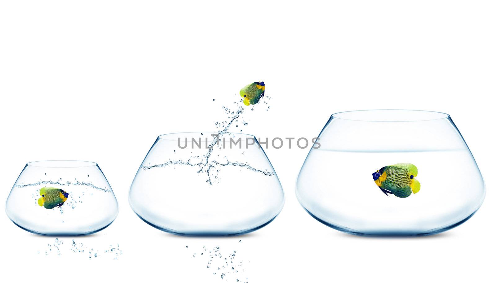 Anglefish jumping to Big bowl, Good Concept for new life, Big Opprtunity, Ambition and challenge concept.