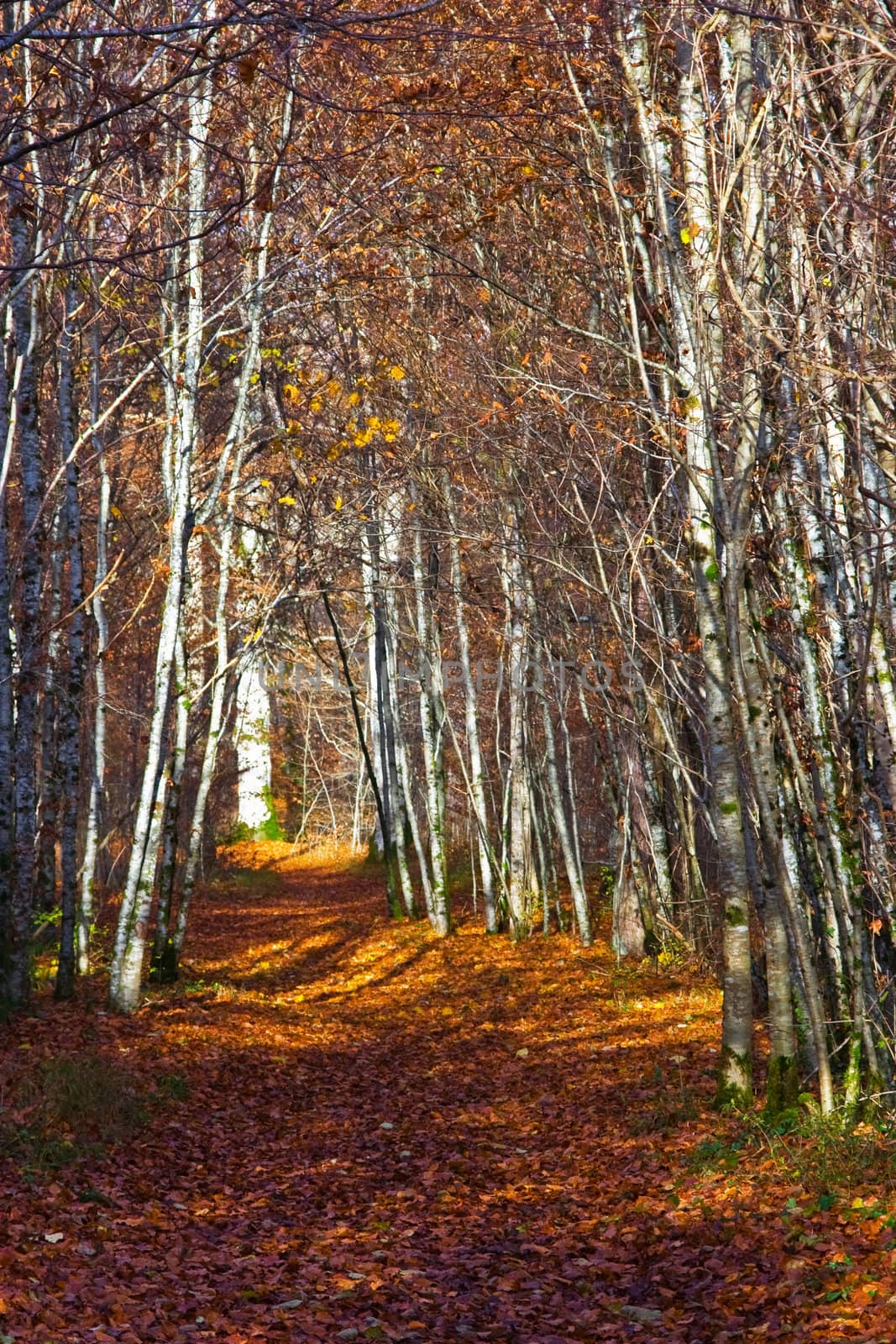 Autumn Forest with orange leaves on the ground