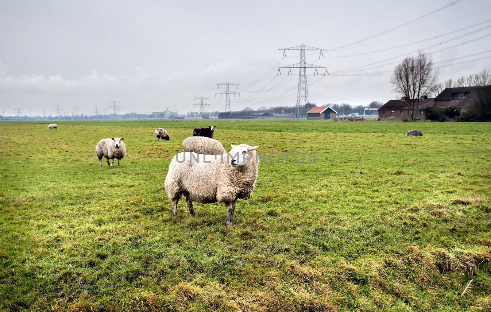 sheeps on Dutch farm by catolla