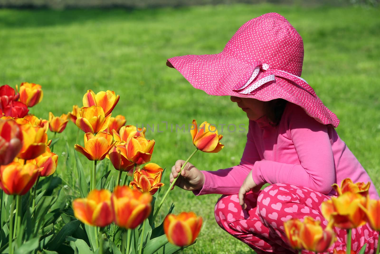 little girl smell tulip flower spring scene