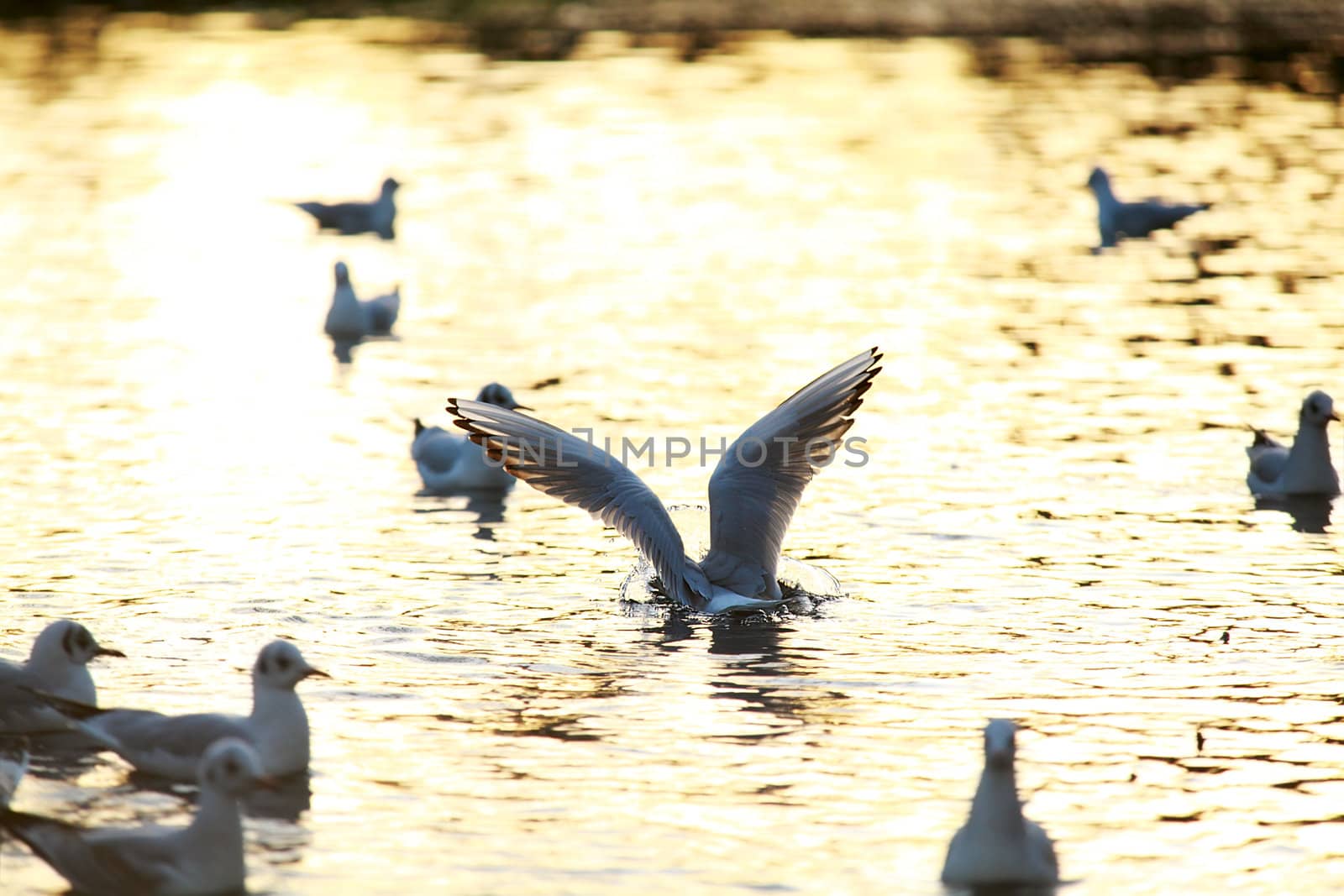 seagull flying by catolla