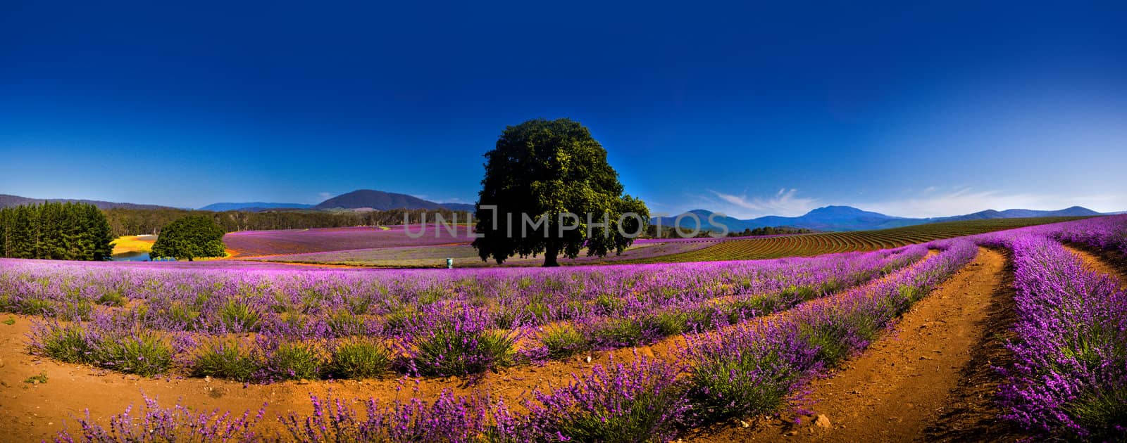 Rich purple lavender fields with rows of flowering plants and a single green tree in the centre against a distant backdrop of mountains