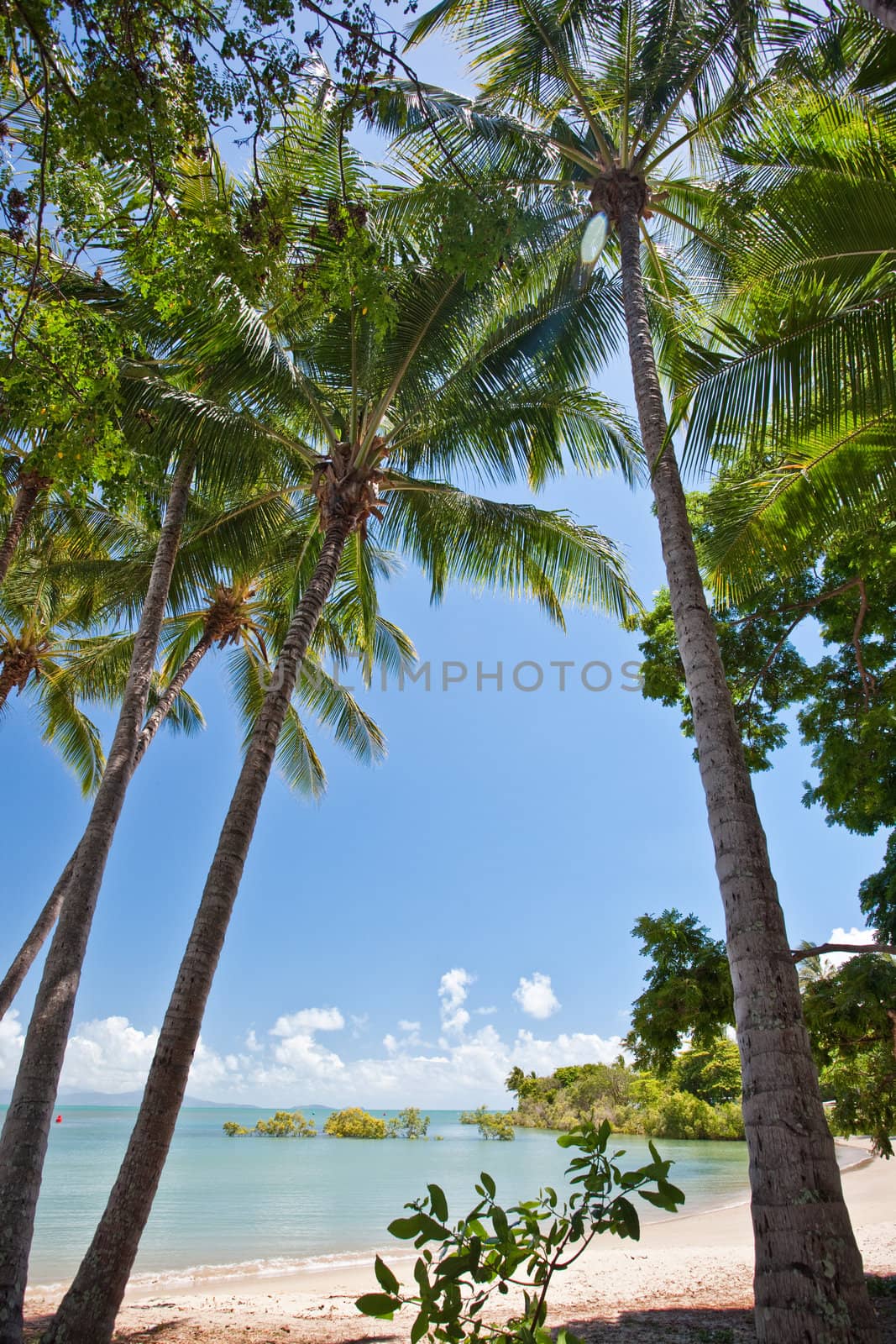 View between coconut palms of a sunny tropical beach with golden sand and a calm blue ocean