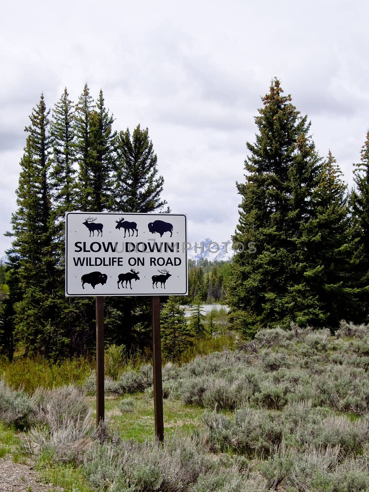 Traffic sign warning of wildlife  by emattil