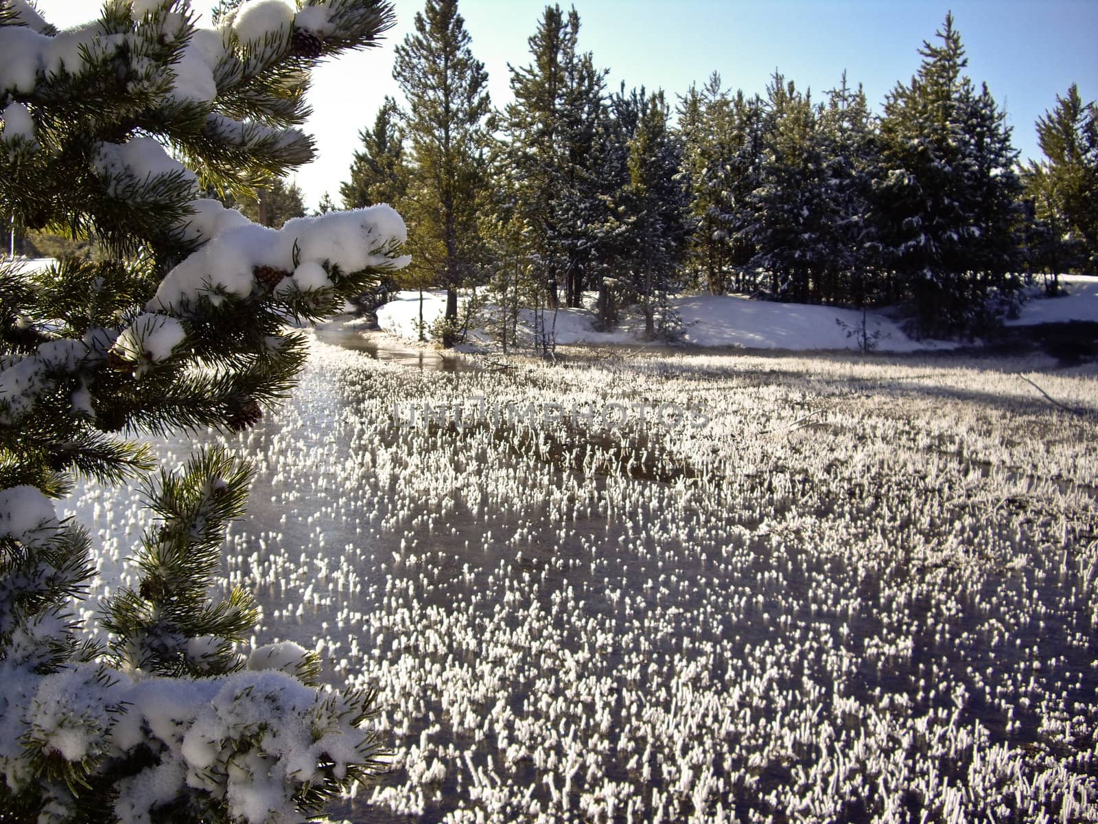 Ice grass on the river in Yellowstone by emattil