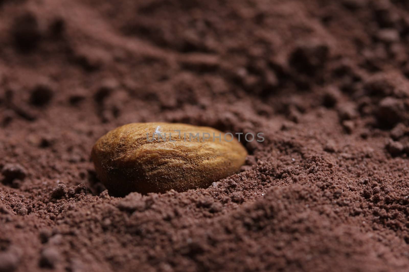 almond in cacao