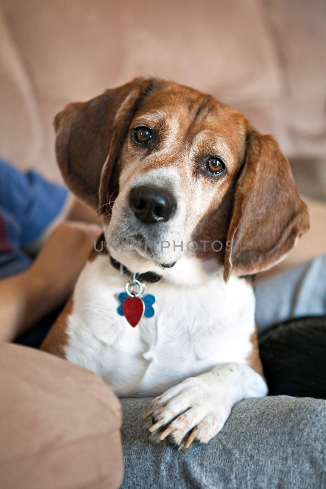 Cute beagle dog looking at the viewer.  Shallow depth of field.